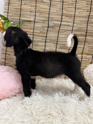 和歌山県のハーフ犬・ミックス犬 (ペットアミ 紀ノ川店/2026年5月2日生まれ/男の子/その他色)の子犬の2枚目の画像