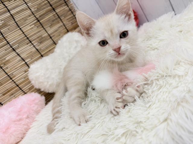 和歌山県のスコティッシュフォールド (ペットアミ 紀ノ川店/2026年5月24日生まれ/男の子/カメオタビー)の子猫の1枚目の画像