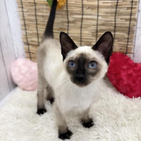 シャム