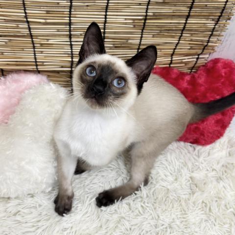 和歌山県のシャム (ペットアミ 紀ノ川店/2026年5月15日生まれ/男の子/シールポイント)の子猫の2枚目の画像