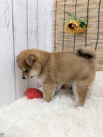 和歌山県の柴犬(標準サイズ) (ペットアミ 紀ノ川店/2026年5月30日生まれ/男の子/赤)の子犬の2枚目の画像