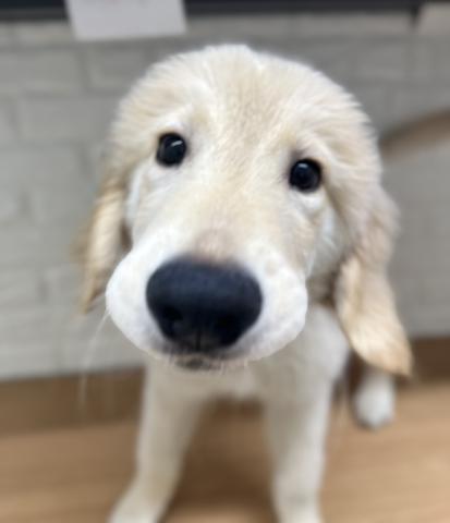 ゴールデンレトリーバー