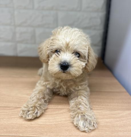 新潟県のハーフ犬・ミックス犬 (ペットアミ 小千谷店/2026年5月8日生まれ/男の子/アプリコット)の子犬の2枚目の画像