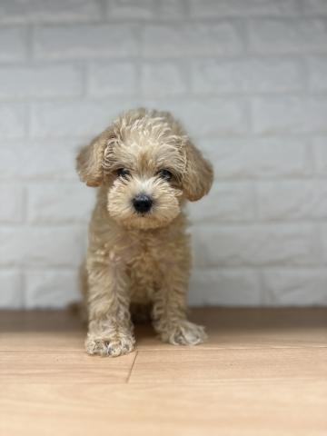 新潟県のハーフ犬・ミックス犬 (ペットアミ 小千谷店/2026年5月8日生まれ/男の子/アプリコット)の子犬の3枚目の画像
