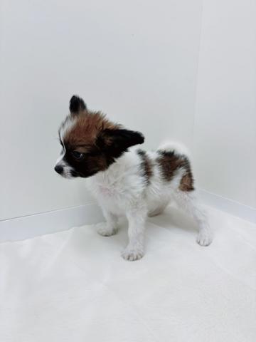 広島県のパピヨン (ペットアミ 大竹店/2026年1月2日生まれ/男の子/ブラックホワイト)の子犬の4枚目の画像