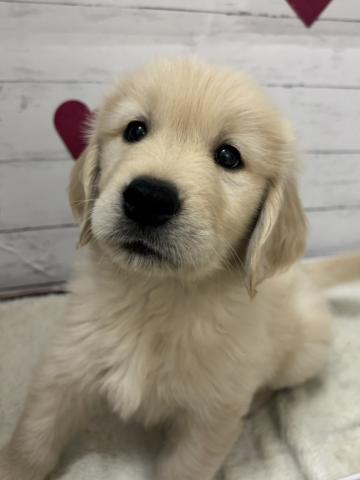 子犬