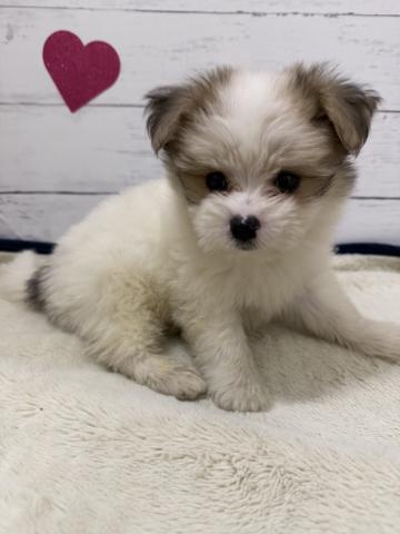 群馬県のハーフ犬・ミックス犬 (ペットアミ 前橋店/2026年5月1日生まれ/男の子/パーティーカラー)の子犬の2枚目の画像