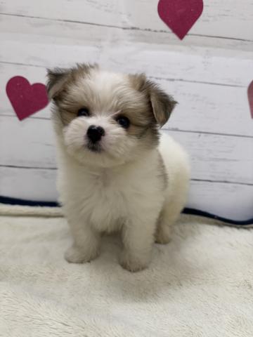 群馬県のハーフ犬・ミックス犬 (ペットアミ 前橋店/2026年5月1日生まれ/男の子/パーティーカラー)の子犬の3枚目の画像