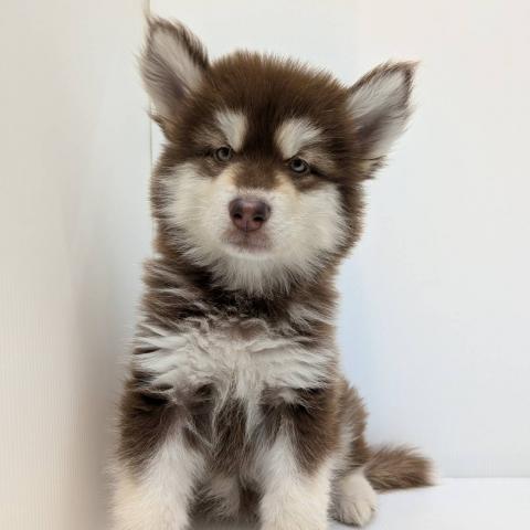 アラスカンマラミュート子犬