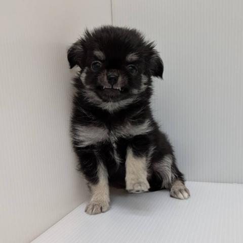 チワワ（ロングコート）子犬