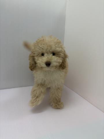 千葉県のトイプードル(トイ) (ペットアミ 館山店/2026年4月14日生まれ/男の子/シャンパン)の子犬の2枚目の画像