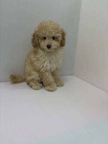 千葉県のトイプードル(トイ) (ペットアミ 館山店/2026年4月14日生まれ/男の子/シャンパン)の子犬の3枚目の画像
