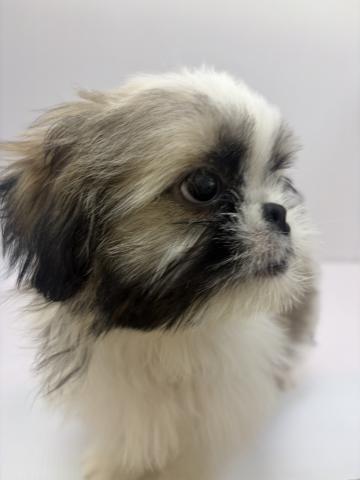 千葉県のシーズー (ペットアミ 館山店/2026年3月21日生まれ/男の子/ゴールドホワイト)の子犬の3枚目の画像