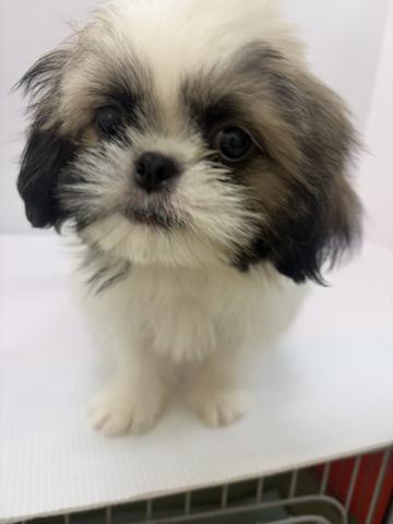 千葉県のシーズー (ペットアミ 館山店/2026年3月21日生まれ/男の子/ゴールドホワイト)の子犬の4枚目の画像