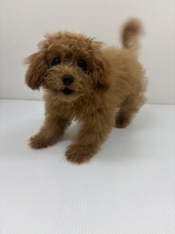 千葉県のトイプードル(トイ) (ペットアミ 館山店/2026年1月30日生まれ/男の子/レッド)の子犬の3枚目の画像