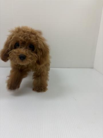千葉県のトイプードル(トイ) (ペットアミ 館山店/2026年1月30日生まれ/男の子/レッド)の子犬の4枚目の画像