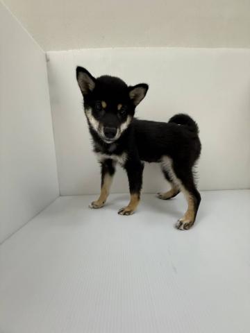 柴犬