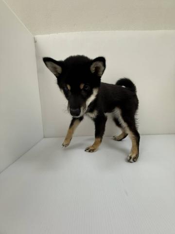 千葉県の柴犬(標準サイズ) (ペットアミ 館山店/2025年12月19日生まれ/女の子/ブラック)の子犬の2枚目の画像