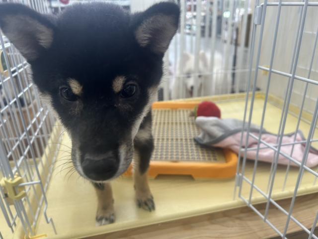 千葉県の柴犬(標準サイズ) (ペットアミ 館山店/2025年12月19日生まれ/女の子/ブラック)の子犬の3枚目の画像