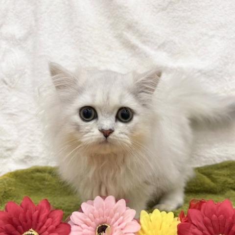 ペルシャ・ヒマラヤン