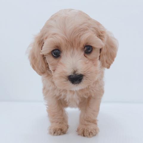 新潟県のハーフ犬・ミックス犬 (ペットアミ 新津店/2026年3月22日生まれ/男の子/その他色)の子犬の1枚目の画像