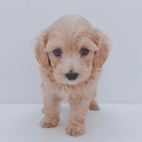 新潟県のハーフ犬・ミックス犬 (ペットアミ 新津店/2026年3月22日生まれ/男の子/その他色)の子犬の2枚目の画像