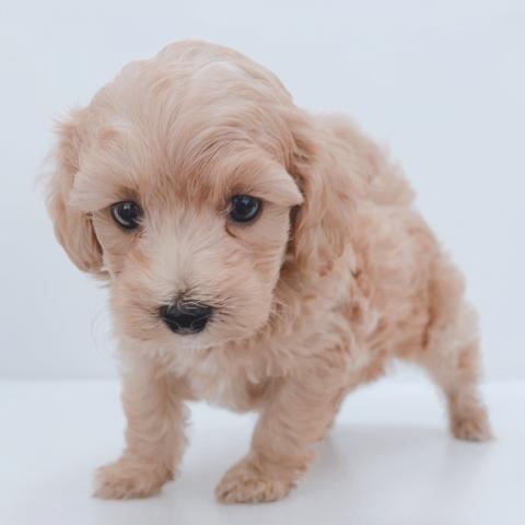 新潟県のハーフ犬・ミックス犬 (ペットアミ 新津店/2026年3月22日生まれ/男の子/その他色)の子犬の3枚目の画像
