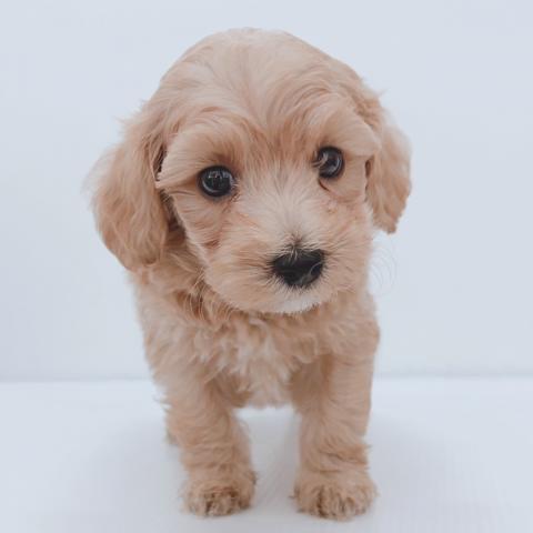 新潟県のハーフ犬・ミックス犬 (ペットアミ 新津店/2026年3月22日生まれ/男の子/その他色)の子犬の4枚目の画像