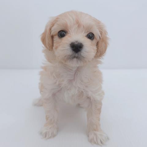 新潟県のハーフ犬・ミックス犬 (ペットアミ 新津店/2026年3月13日生まれ/男の子/アプリコット)の子犬の1枚目の画像