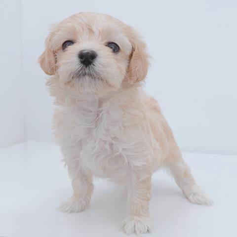 新潟県のハーフ犬・ミックス犬 (ペットアミ 新津店/2026年3月13日生まれ/男の子/アプリコット)の子犬の4枚目の画像