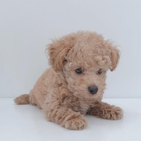 新潟県のトイプードル(トイ) (ペットアミ 新津店/2026年4月23日生まれ/男の子/レッド)の子犬の3枚目の画像