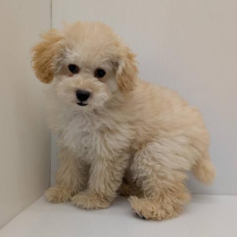 長野県のトイプードル(トイ) (ペットアミ 中野店/2026年1月31日生まれ/女の子/アプリコット)の子犬