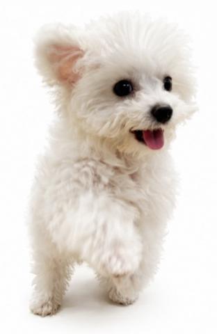 三重県のビションフリーゼ (ペットアミ 名張店/2026年5月2日生まれ/男の子/ホワイト)の子犬の4枚目の画像