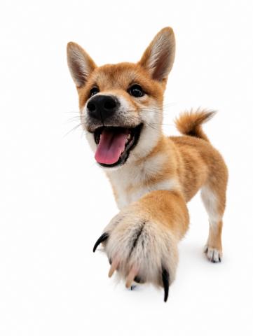 三重県の柴犬(標準サイズ) (ペットアミ 名張店/2026年3月6日生まれ/男の子/レッド)の子犬の2枚目の画像