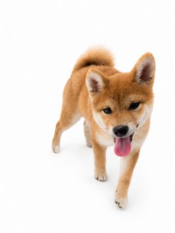 三重県の柴犬(標準サイズ) (ペットアミ 名張店/2026年3月6日生まれ/男の子/レッド)の子犬の3枚目の画像