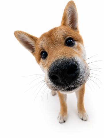 三重県の柴犬(標準サイズ) (ペットアミ 名張店/2026年3月6日生まれ/男の子/レッド)の子犬の4枚目の画像