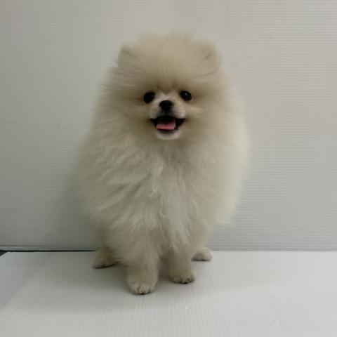 ポメラニアン
