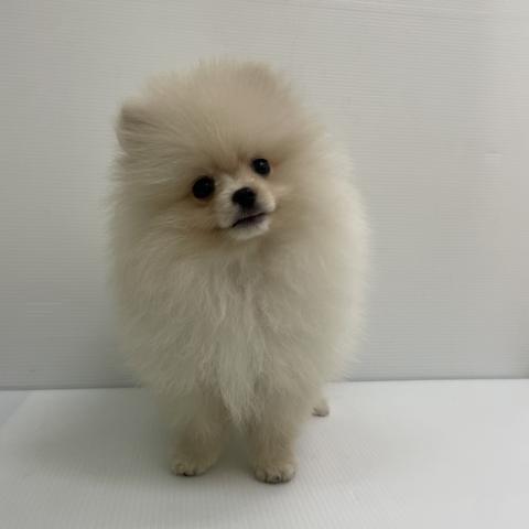 新潟県のポメラニアン (ペットアミ 新発田店/2026年4月20日生まれ/男の子/クリーム)の子犬の2枚目の画像
