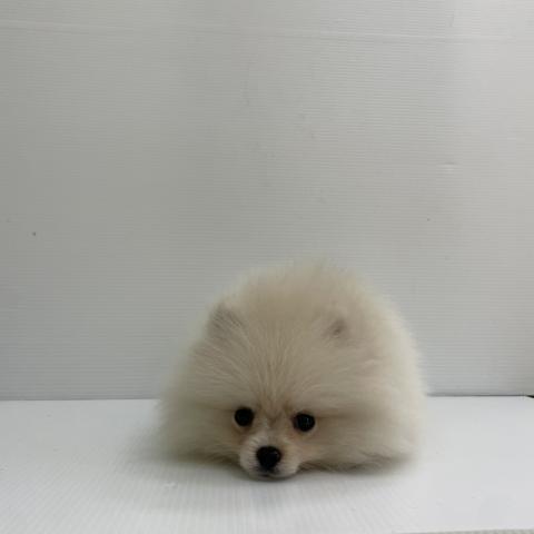 新潟県のポメラニアン (ペットアミ 新発田店/2026年4月20日生まれ/男の子/クリーム)の子犬の3枚目の画像