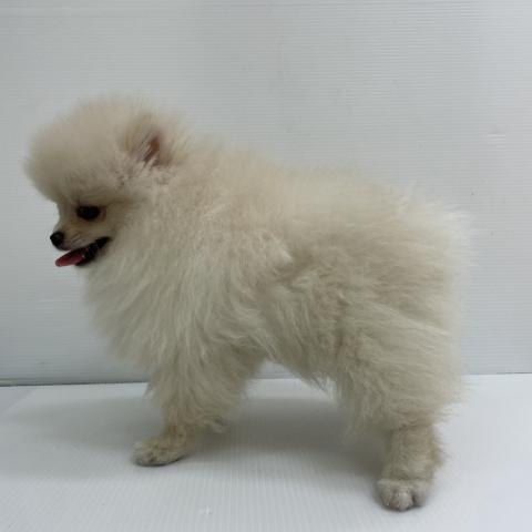 新潟県のポメラニアン (ペットアミ 新発田店/2026年4月20日生まれ/男の子/クリーム)の子犬の4枚目の画像