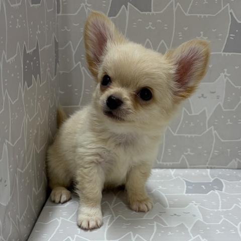 富山県のチワワ(ロング) (ペットアミ宮野店/2026年5月22日生まれ/男の子/ホワイトクリーム)の子犬の2枚目の画像