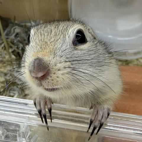 リチャードソンジリス