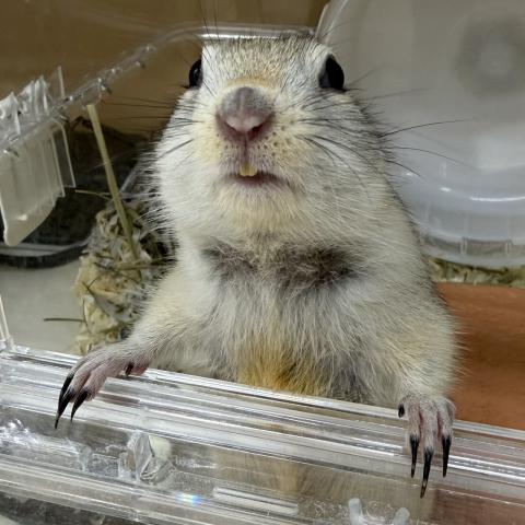 リチャードソンジリス