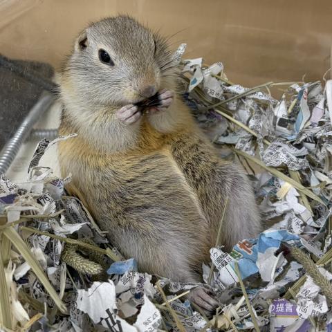 リチャードソンジリス