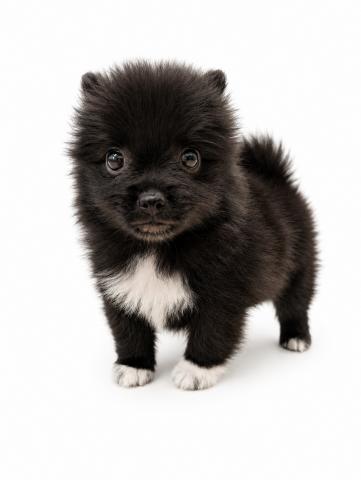 三重県の犬ハーフ(ポメラニアン×チワワ) (ペットアミ 名張店/2026年7月20日生まれ/男の子/ブラックホワイト)の子犬の1枚目の画像