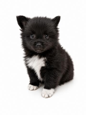 三重県の犬ハーフ(ポメラニアン×チワワ) (ペットアミ 名張店/2026年7月20日生まれ/男の子/ブラックホワイト)の子犬の2枚目の画像