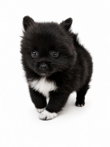三重県の犬ハーフ(ポメラニアン×チワワ) (ペットアミ 名張店/2026年7月20日生まれ/男の子/ブラックホワイト)の子犬の3枚目の画像