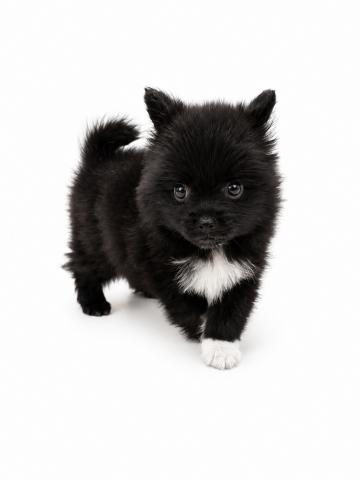 三重県の犬ハーフ(ポメラニアン×チワワ) (ペットアミ 名張店/2026年7月20日生まれ/男の子/ブラックホワイト)の子犬の4枚目の画像