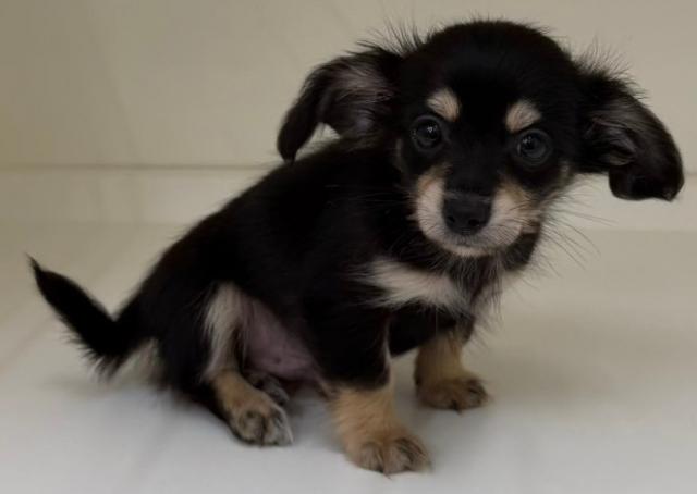 三重県のハーフ犬(チワワ×ミニチュアダックス) (ペットアミ 明和店/2026年4月24日生まれ/男の子/ブラックタン)の子犬の2枚目の画像