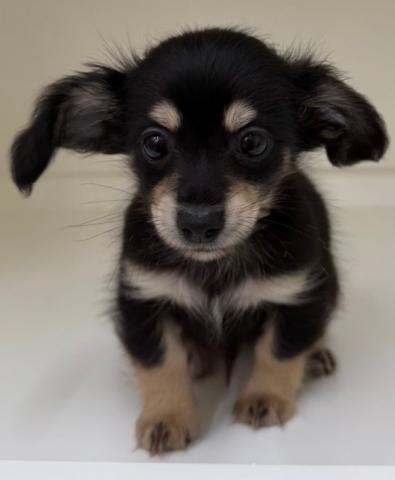 三重県のハーフ犬(チワワ×ミニチュアダックス) (ペットアミ 明和店/2026年4月24日生まれ/男の子/ブラックタン)の子犬の3枚目の画像